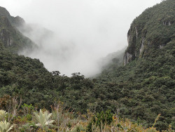 Los Andes Tropicales