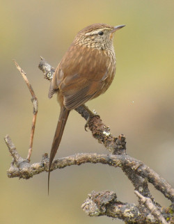 Canastero Asthenes urubambensis